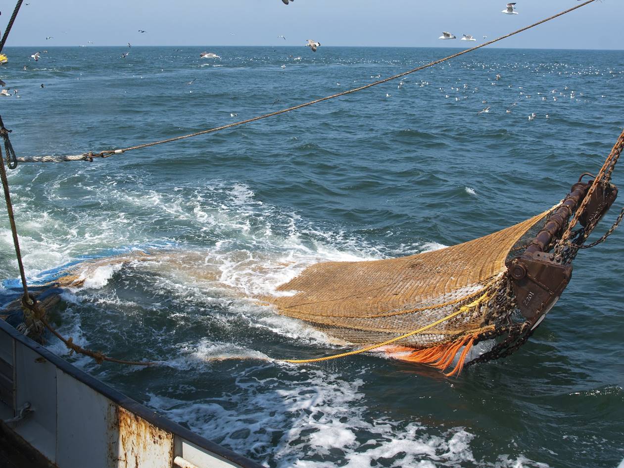 Socio-economic assessment of a 60% reduction in Viking fishing group’s allocation in the inshore demersal trawl fishery.