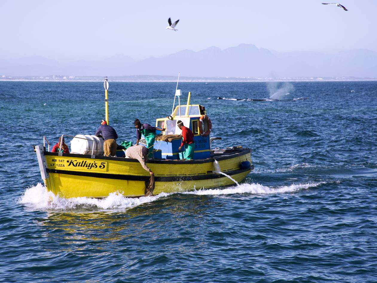 Assessment of the likely impacts of climate change on the ecosystem functioning and fisheries of the Benguela ecosystem, South Africa.