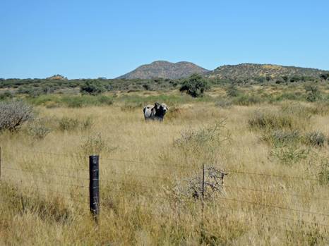 Incentives for sustainable practices and conservation in Namibia’s freehold rangelands