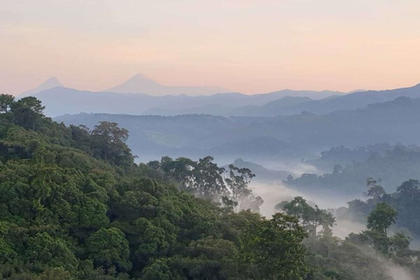 Rwanda's Forests