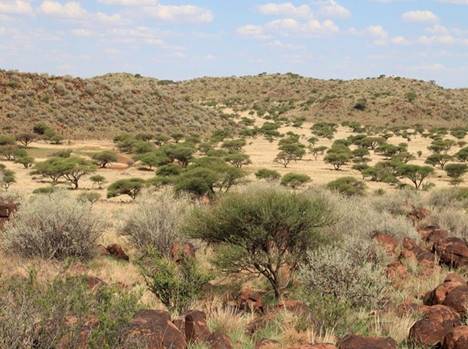 Towards a policy on indigenous bush encroachment in South Africa