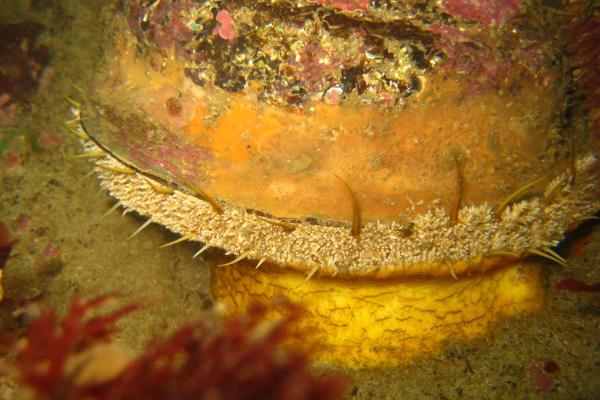 Environmental Impact Assessment for the expansion of an abalone farm at Danger Point, Western Cape. 