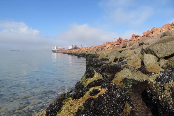 Alien species survey in the Port of Saldanha.