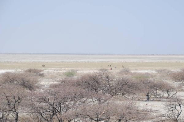 Value of protected areas of Botswana's Makgadikgadi Pans and optimal models for co-management and a financing strategy.