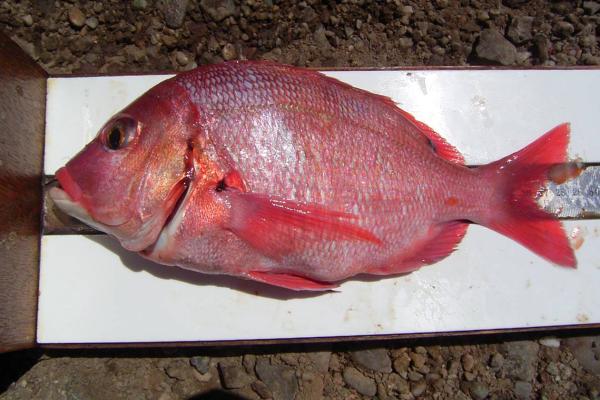 Implementation of a recreational fisheries monitoring programme on the South and East coasts of South Africa.