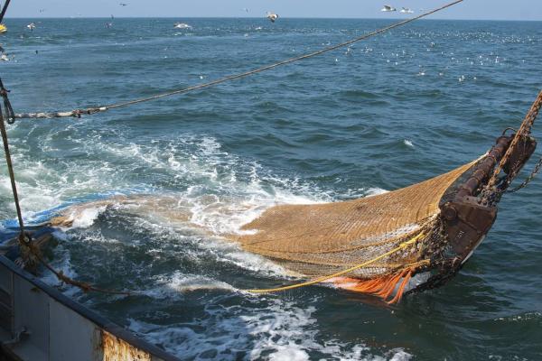 Socio-economic assessment of a 60% reduction in Viking fishing group’s allocation in the inshore demersal trawl fishery.