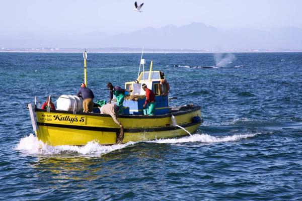 Assessment of the likely impacts of climate change on the ecosystem functioning and fisheries of the Benguela ecosystem, South Africa.