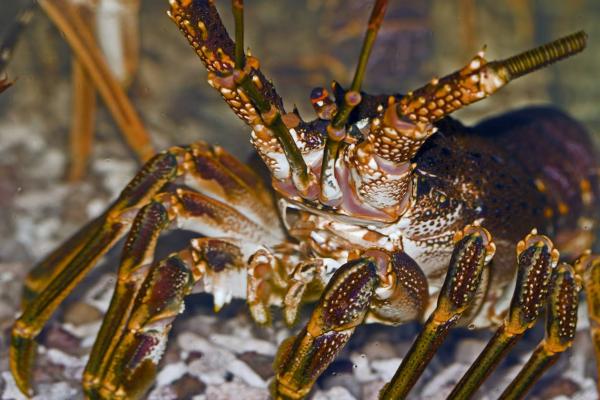 Assessment of catch and effort in the West Coast Rock Lobster recreational fishery