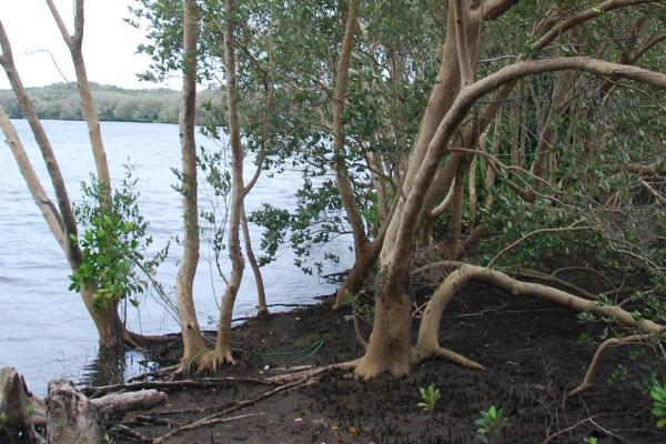 Identification and profiling of priority mangrove sites in Liberia and identification and delineation of two coastal and marine protected areas.