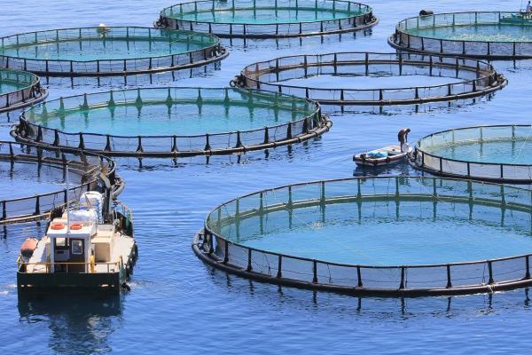 Baseline assessments & EIAs for Marine Aquaculture Development Zones