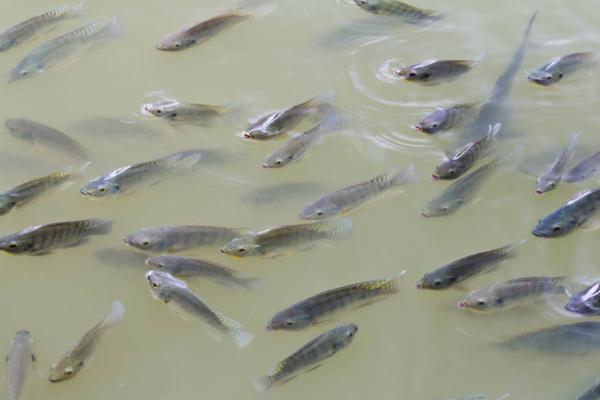 BRBAs for important aquaculture alien species