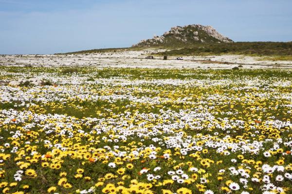An evaluation of wetland restoration as an ecosystem-based adaptation option for climate change in Namaqualand.