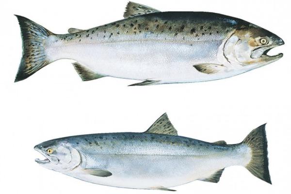 Risk Assessment for culture of King and Coho salmon in South Africa