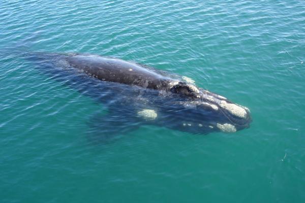 Assessment of the effects of climate change on marine biodiversity in South Africa.