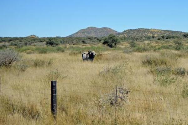 Incentives for sustainable practices and conservation in Namibia’s freehold rangelands