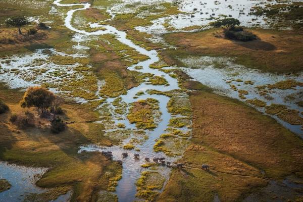 Elephants in the Delta