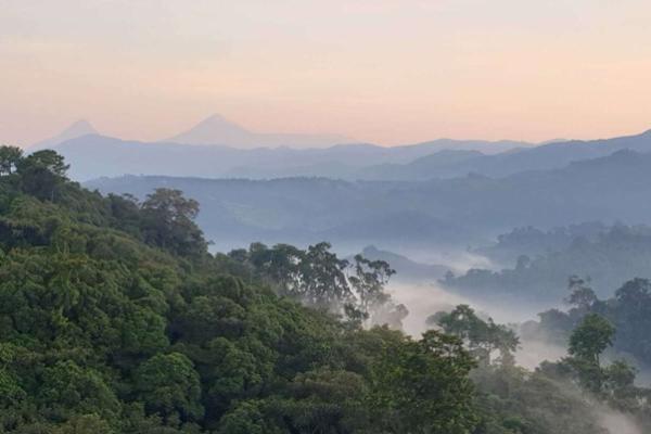Rwanda's Forests